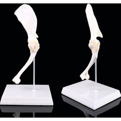 Dog Canine Shoulder Joint Model Veterinary Teaching Research Skeleton Halloween