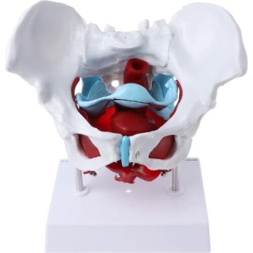 2021 New Female Pelvis Pelvic Floor Muscle Model Uterus Ovary Muscle Teaching Resources Educational Supplies Removable