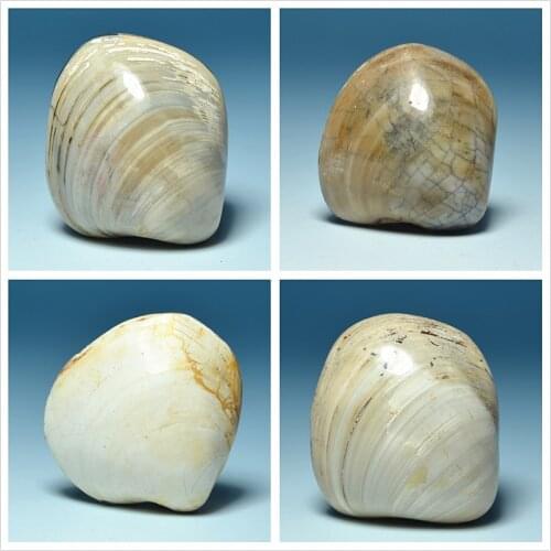 Madagascar fossil shells of native mussels teaching specimens paleontology fossils Dan Haisheng