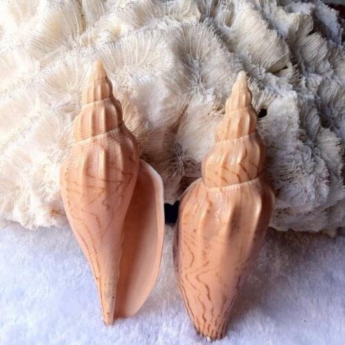 Natural coral conch shell lightning snail fish tank floor home wall decoration wedding arrangement collection specimens