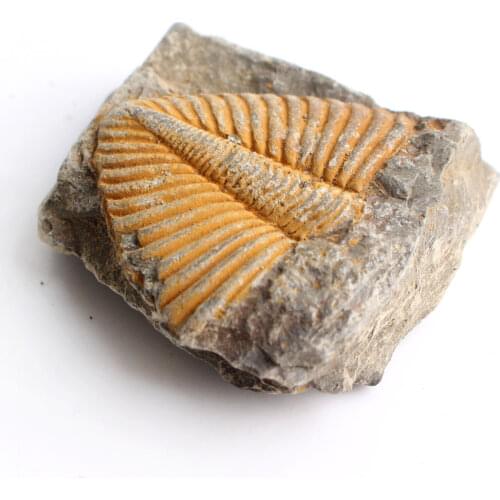 1PC Natural Cambrian Trilobite Fossil Trilobite Tail Specimen Uncomplete Ancient Animals Mineral Collection Gift