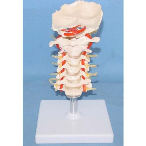 Cervical band Neural skeleton model skeleton Medical teaching model free shipping
