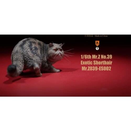 In Stock 1/6 Figure Scene Accessories Exotic Exotic Short Hair Cat Pet Animal Resin Mr.Z Model MRZ039-ES for 12" Action Figure