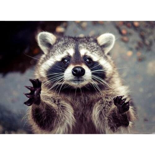 Full Square/Round Drill 5D DIY Diamond Painting "Animal raccoon" Embroidery Cross Stitch 3D Home Decor