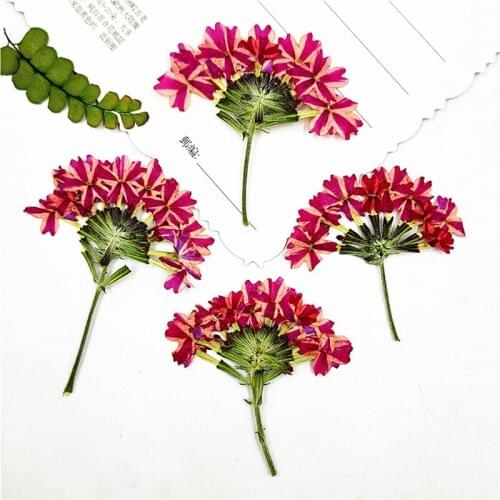 100pcs Pressed Sakura With Stem Nature Real Dried Flower For DIY Invitation Craft Photo Bookmark Gift Card Facial Decor