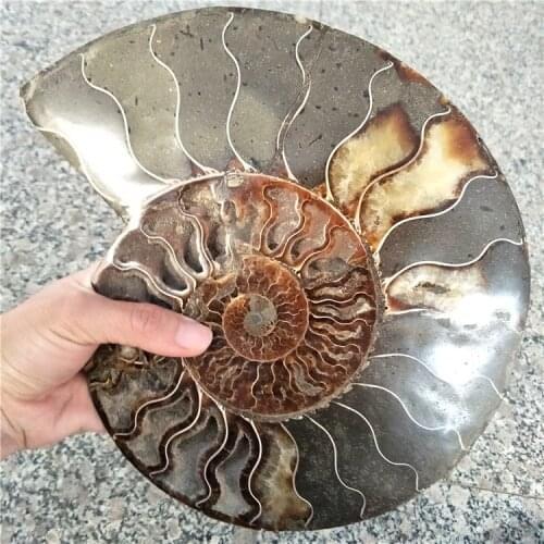 Huge size 1 pair 2 pieces ammonite fossil from madagascar Conch fossil about 20 cm diameter