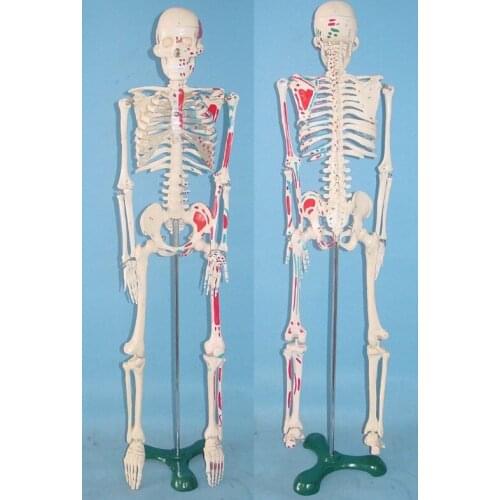 65cm human Skeleton model Human specimens free shipping