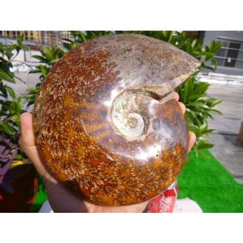 1410g(3.1 lb) Jade Chrysanthemum Ammonite Shell Fossil Madagascar