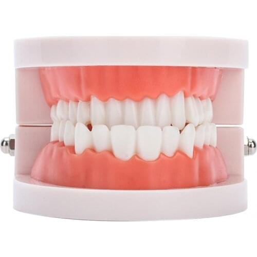 28Pcs Standard Adult Teeth Model Medical Teaching Tool Dentist Dental Denture Gums Model False Teeth Dental Equipment