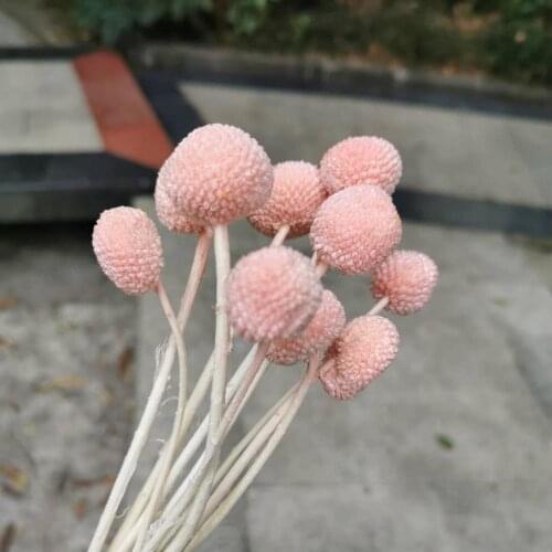 4pcs/1.5-2.5cm,Length 20cm,natural Fresh Eternal Craspedia Bouquet,Wedding Party display flowers,Home Decoration accessories