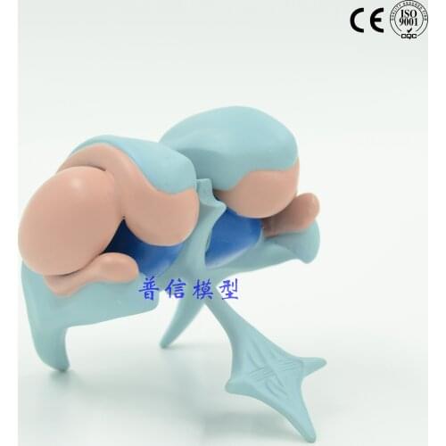 Ventricle model basal nucleus model amygdala thalamus model brain model