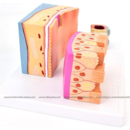 CMAM/12701 Trachea Section, 3X life size, Human Respiratory System Medical Teaching Anatomical Model