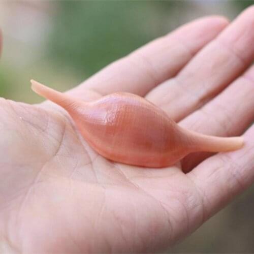 Sea Shells Shell Craft Aquarium Nautical Decor Ornaments natural mini conch mediterranean