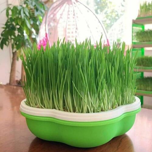 Bean Sprouts Growing Tray Seed Sprouter Tray Large Capacity Healthy Wheatgrass Planting Greenhouse Hydroponics Plant Germination