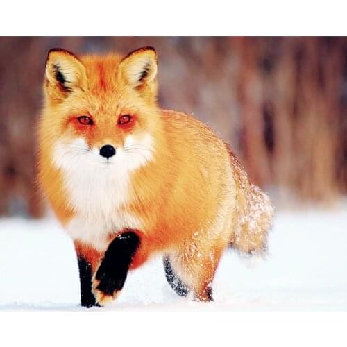 Snow fox Diy 5D Diamond Mosaic Diamond Painting Cross Stitch Kit Diamonds Embroidery Square Drill Full Home Decoration HL797