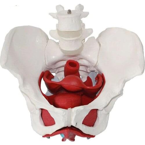 Female Pelvis Pelvic Floor Muscle Model Uterus Ovary Muscle Teaching Resources Educational Supplies Removable