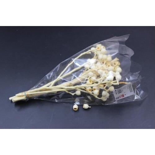 5pcs Preserved Dried Natural/Ivory/White Bells Fruits For Craft Gift Material Accessory Decoration Flower Arranging DIY