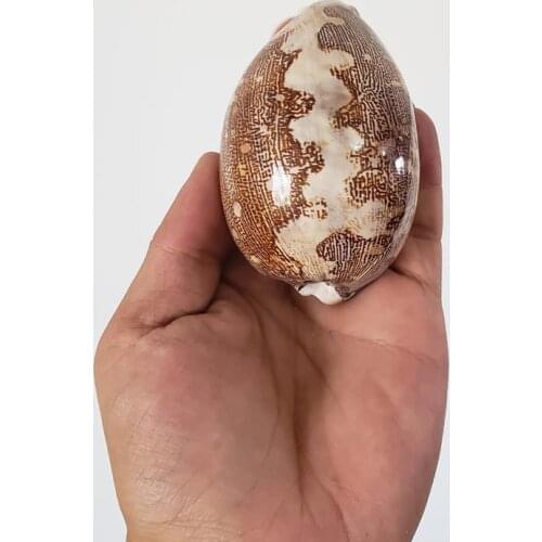 Natural conch shell starfish map treasure conch fish tank coral ornaments landscaping Mediterranean home decoration