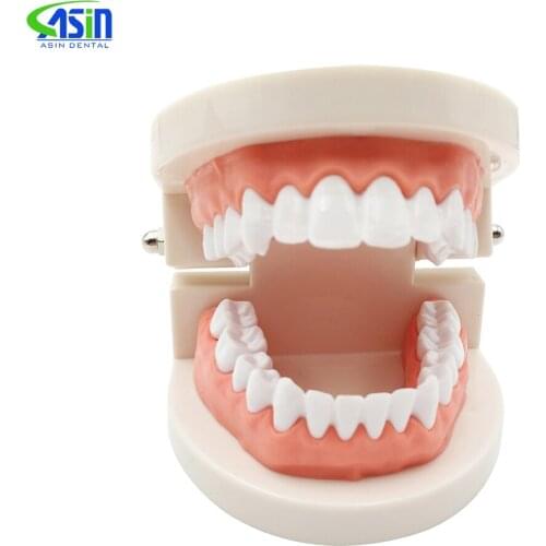 Dental 1: 1 Standard Tooth Model Dentist Teaching Study Model Adult Teeth Demonstration Oral Care Education Tools