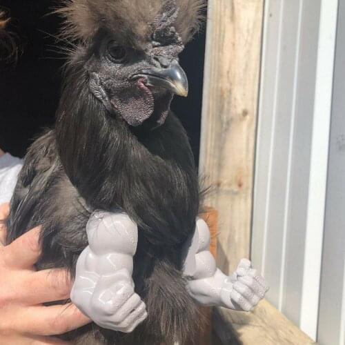 New Chicken Arm Toy Chicken Forelimb Decoration Funny Funny Gift Chicken Arms For Pet Chicken Decorations Themed Party Instock