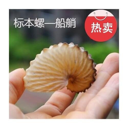 Hot sale of natural conch shell, octopus, octopus, boatman specimen, gift, ornament, coral