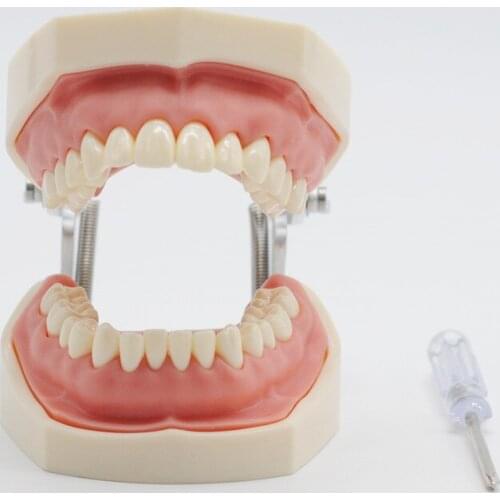 Dentist Lab Soft Gum Teeth Model Teeth Replacement For Study Student Practice