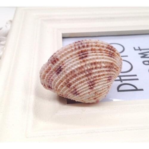 250g 3cm Natural Conch Shells Aquarium Decoration Party Festival Home DIY Decor Natural Sea Beach Shell Seashells Home Decor