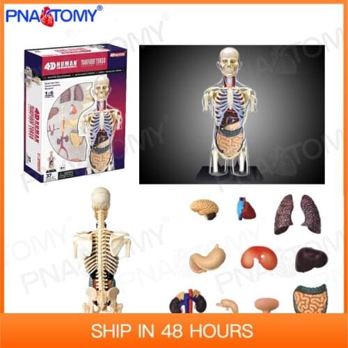4D MASTER Transparent Human Anatomical Model Educational Toys Children Used Body Anatomy Internal Organs School Teaching Tools