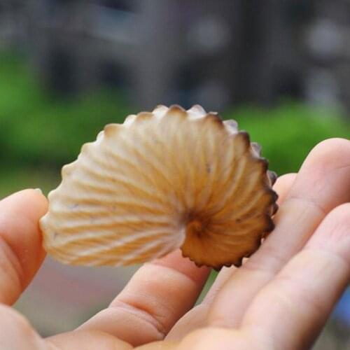 Natural Conch Shells Wide Boat Octopus Boat Stern Specimens Snail Boat Octopus Collection Gifts Decoration Decoration Coral