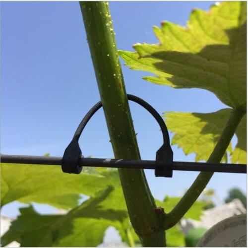 50PCS 5.5cm 6cm 6.5cm Vines Fastener Tied Buckle Hook Plant Vegetable Grafting Clips Agricultural Greenhouse Supplies