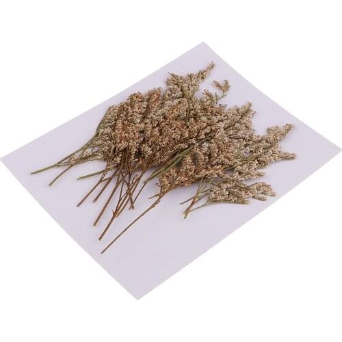 20pcs Limonium Natural Pressed Dried Leaf Flowers for Art Craft