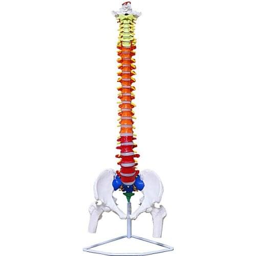 80/85cm Human spine skeleton model with nerve spine orthopedic skeleton model medical teaching equipment