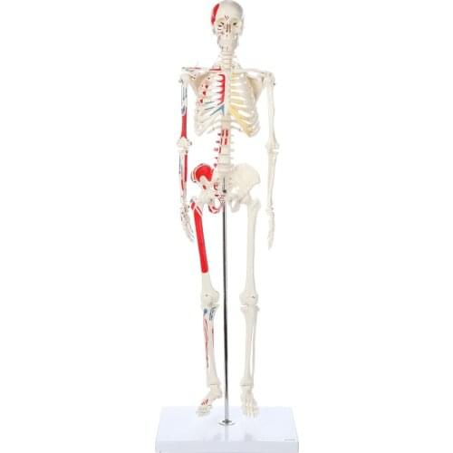 170CM 1:1 Human Skeleton Model Human Full Body Bone Skeleton Human Muscle Skeleton with Muscle Coloring Model Medical Teaching