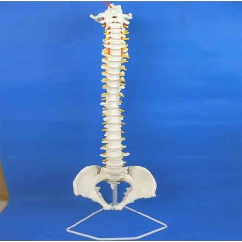 Model of human spine vertebra model of human skeleton model with pelvis