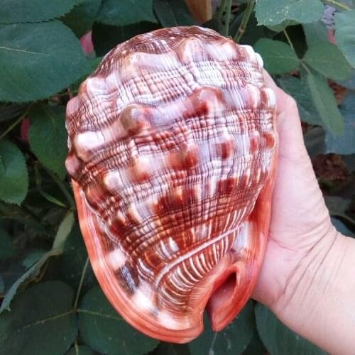 NATURAL CONCH SHELL FOUR FAMOUS SNAILS GIFT COLLECTION DECORATION BIG CONCH AQUARIUM DECORATION MICRO-LANDSCAPE MURALS CRAFTS