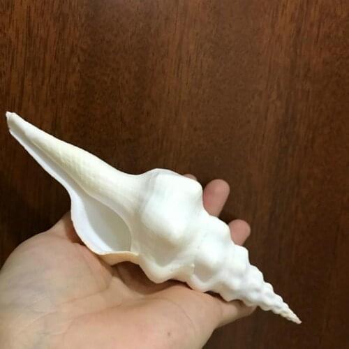 Rare Natural Conch Sea Shell Moon Shell Fashion Home Decoration Nautical Wedding Crafts