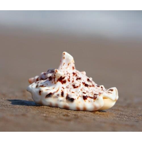 Phoenix dragon head snail natural conch shell handmade fish tank aquarium mediterranean decoration creative micro landscape