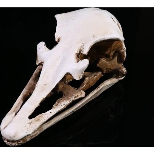 Simulation Animal Wild Ostrich Skull Resin Crafts Specimen Medical Teaching Scary Home Decoration Skeleton Model Aquarium Decor