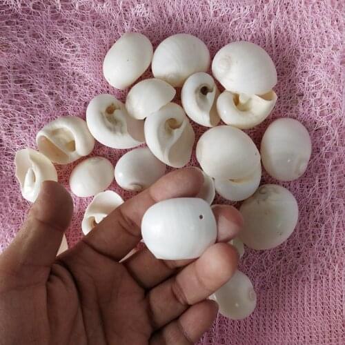 30pcs Natural white shell conch hole, home decoration fish tank, accessories DIY Beads Cowrie from Sea Beach