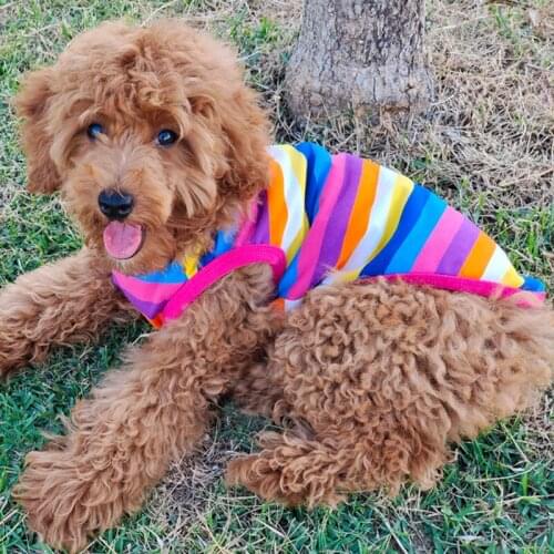 Summer Dog Clothes Rainbow Color Striped Vest undershirt Cat Puppy T-shirt Yorkshire Pomeranian Bichon Poodle Schnauzer Clothing