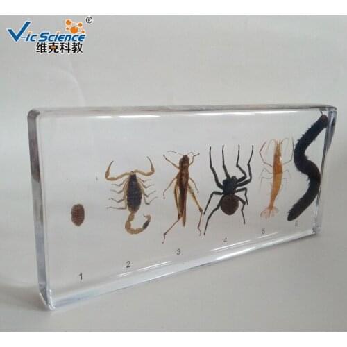 Transparent Resin Arthropods Centipede Spider Shrimp Locust Scorpion Embedded Specimens