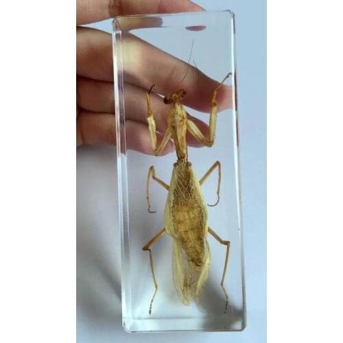 FREE SHIPPING Discount Sale Creative NO 2 Style Specimen Books Tools Home Decorative Gift