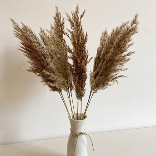 Wedding Natural Dried Flowers Reed Pampas Forest Retro Home Decoration Large Reed Bouquet European And Pampas Grass Cheap