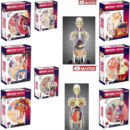 JSXuan 4D Master Respiration System 1:3 odontologia Human in trauma Anatomy anatomical skull human model
