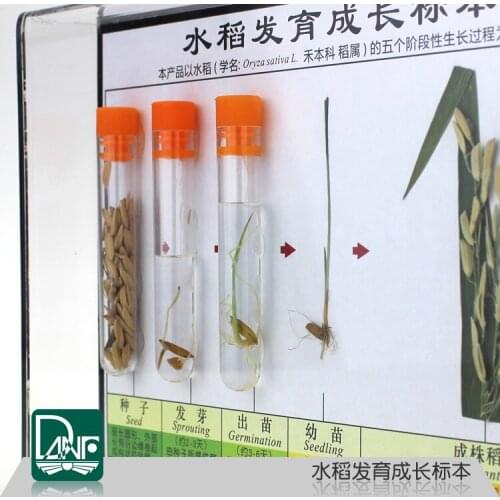 Rice development and growth specimens rice growth history science teaching equipment