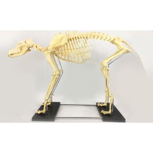Uvet 2pcs veterinary Big dog skeleton Model animal Bones model Vet pet veterinary Teaching model