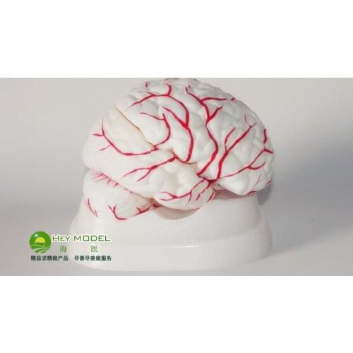 Natural size human brain model 8 parts 18.5*14*13.5cm Overall structure of the brain artery