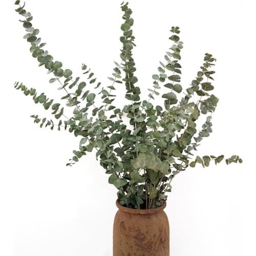 10Pcs/Bouquet Dried Natural Eucalyptus Branches Leaves Flower Arrangement Decor