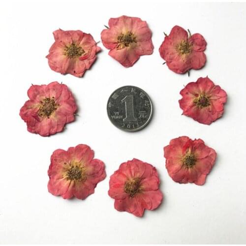 120pcs Light Pink Pressed Dried Posa Multiflora Flower Plants Herbarium For Jewelry Bookmark Postcard Making Accessories
