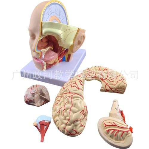 Head dissection with cerebral artery model natural large 4-part midhead section model brain dissection model